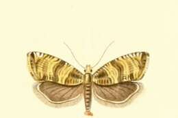 Image of Celypha rurestrana