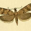 Image of Cnephasia pasiuana Hübner 1800