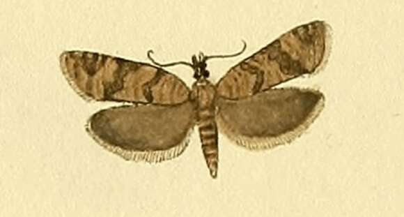 Image of Cnephasia pasiuana Hübner 1800