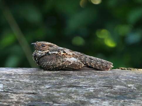 Image of Blackish Nightjar