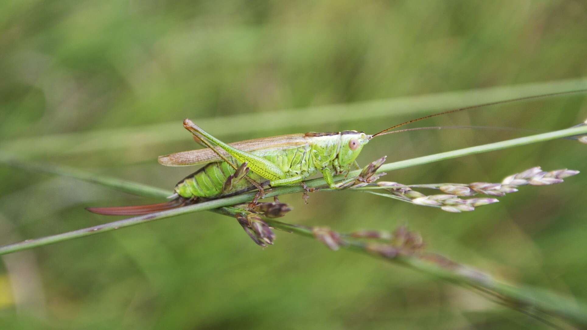 Image of Long-winged conehead