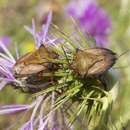 Слика од Carpocoris