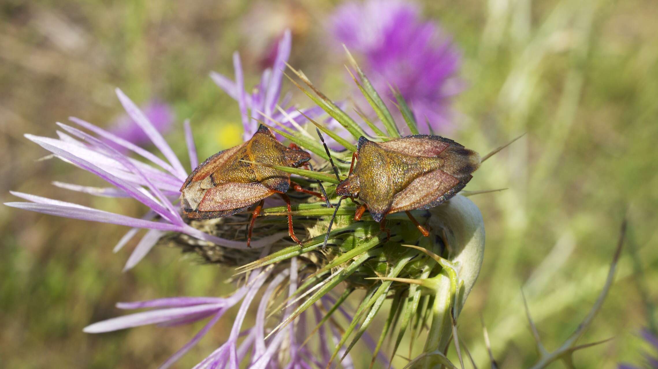 Imagem de Carpocoris