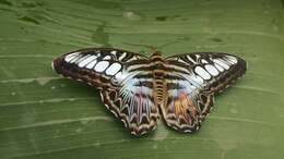 Imagem de Parthenos sylvia