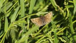 Image of dingy skipper