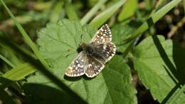 Image of Grizzled skipper