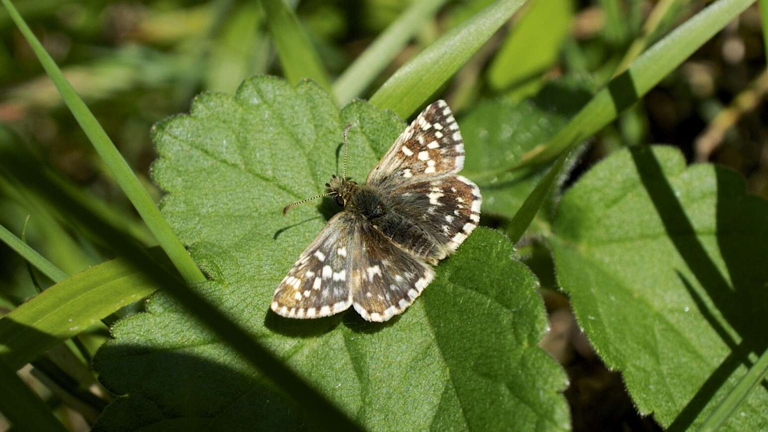 Image of Grizzled skipper