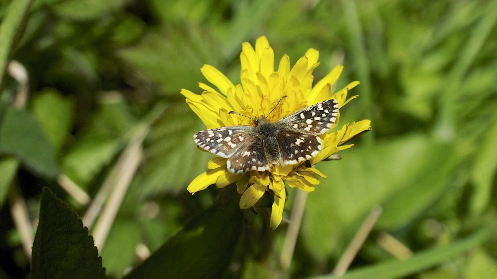 Image of Grizzled skipper