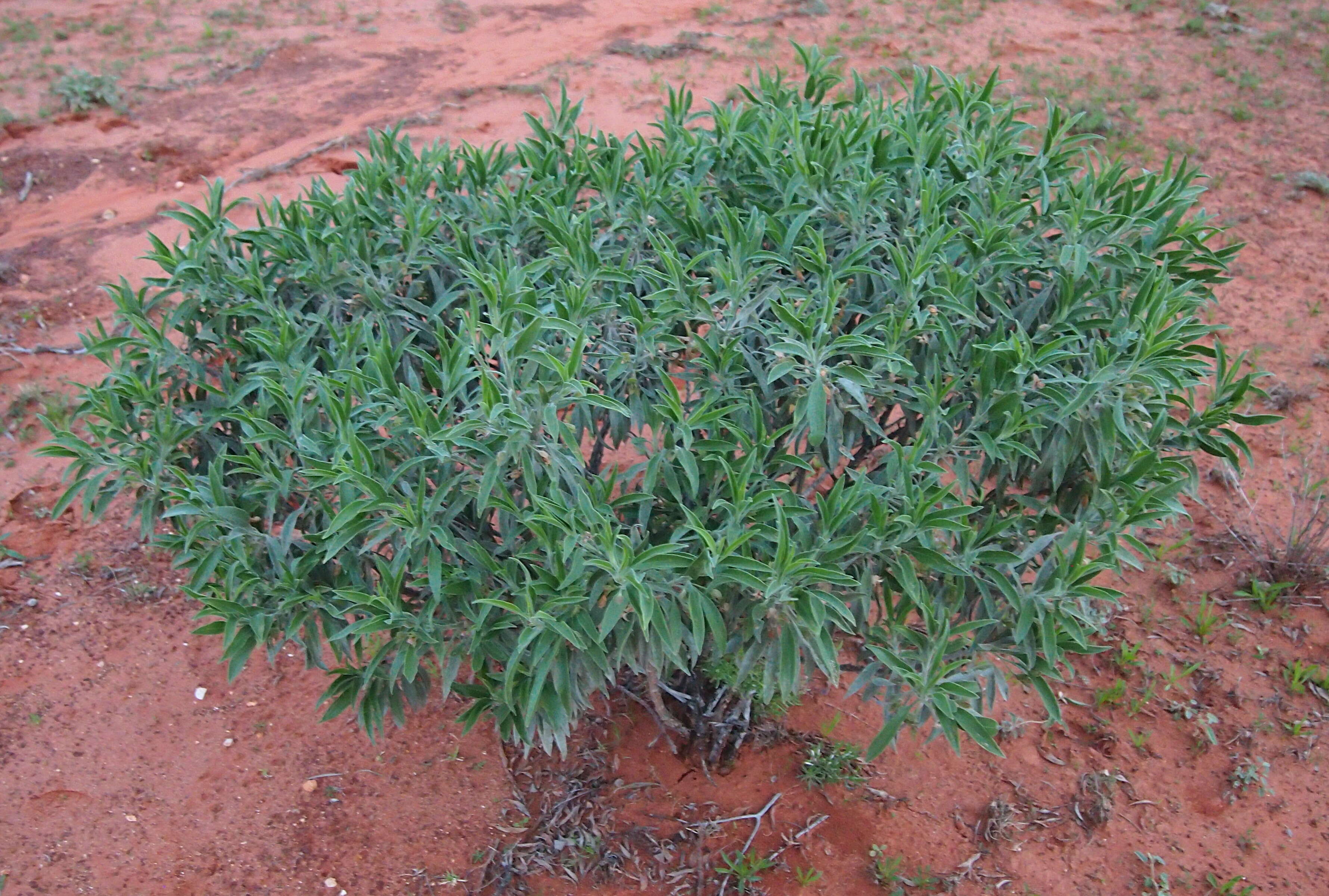 Eremophila freelingii F. Muell. resmi