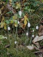 Image of Queen Olga's Snowdrop