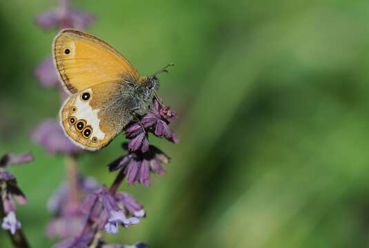 Sivun Coenonympha arcania Linnaeus 1761 kuva