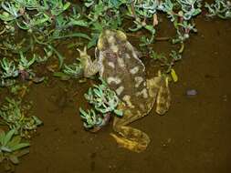 Image of Argentine toad