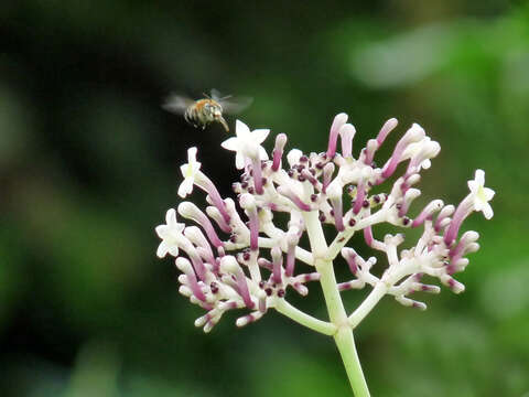 Imagem de Chassalia curviflora (Wall.) Thwaites