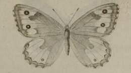 Image of Hipparchia aristaeus