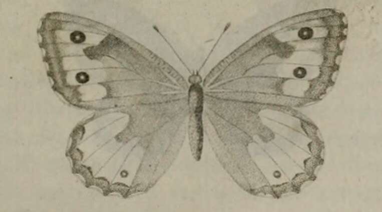 Image of Hipparchia aristaeus