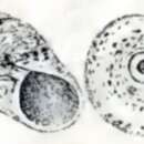 Image of Tegula cooksoni (E. A. Smith 1877)