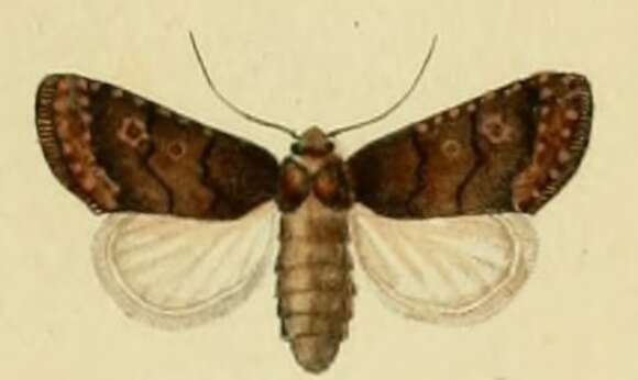 Image of Caradrina germainii Duponchel 1835