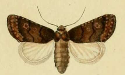 Plancia ëd Caradrina germainii Duponchel 1835