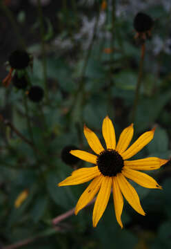 Image de Rudbeckia fulgida Ait.