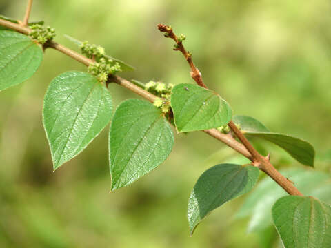 Imagem de Ziziphus oenopolia (L.) Mill.