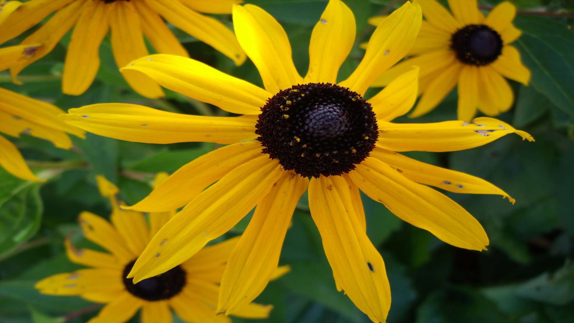 Image of orange coneflower