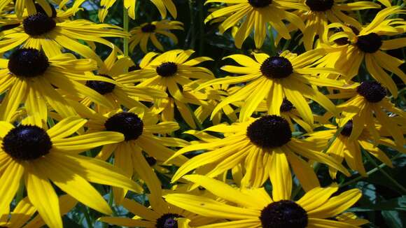 Rudbeckia fulgida Ait. resmi