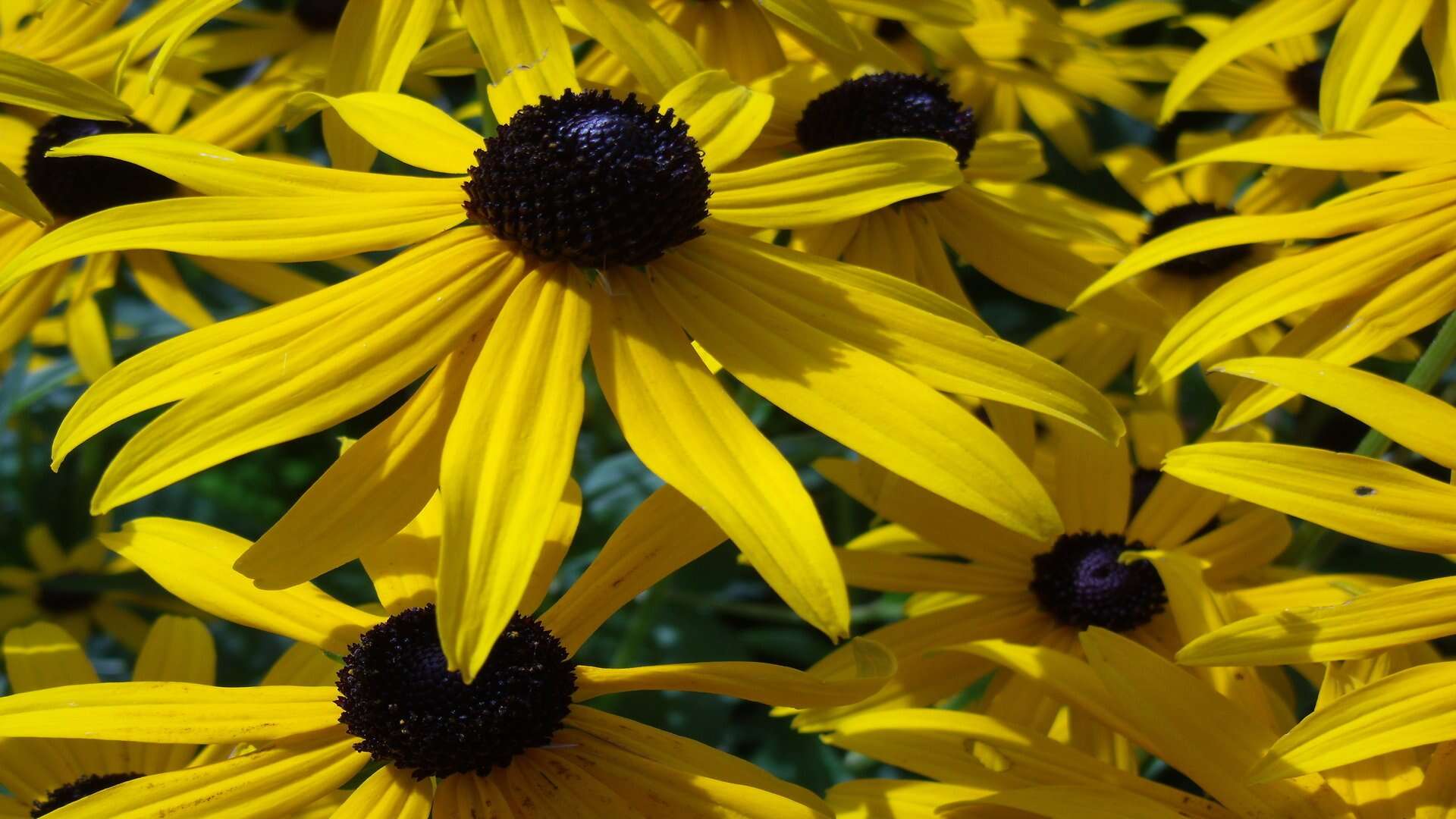 Image of orange coneflower