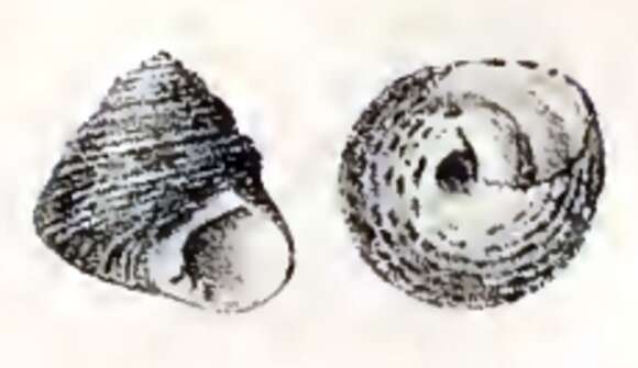 Image of Tegula corvus (Philippi 1850)