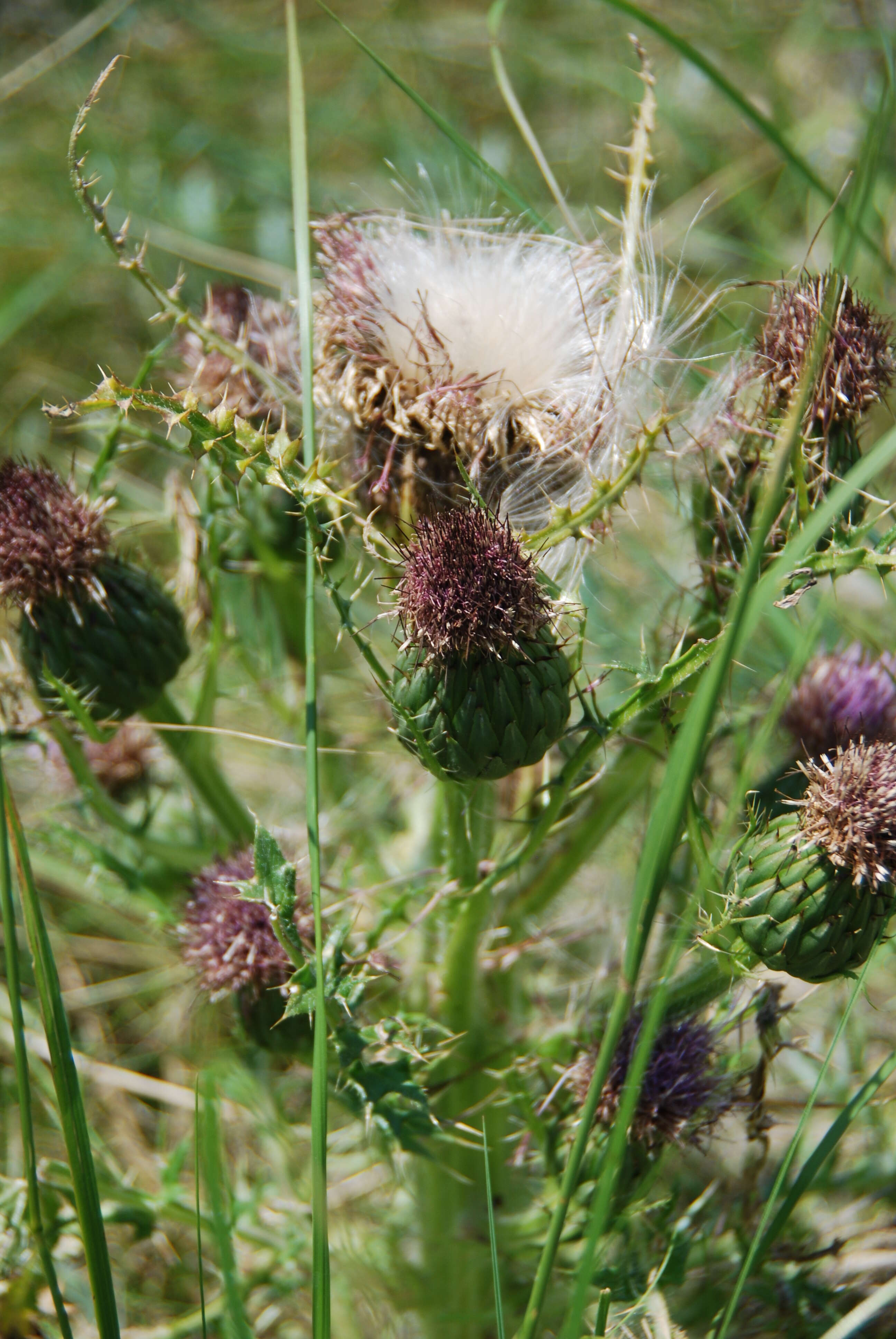 Plancia ëd Cirsium drummondii Torr. & A. Gray