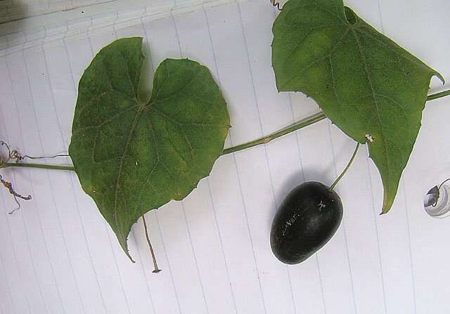Image of Guadeloupe cucumber