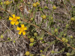 Слика од Holocarpha heermannii (Greene) Keck