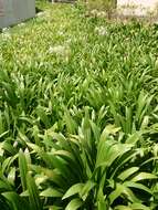 Image of Caribbean spiderlily