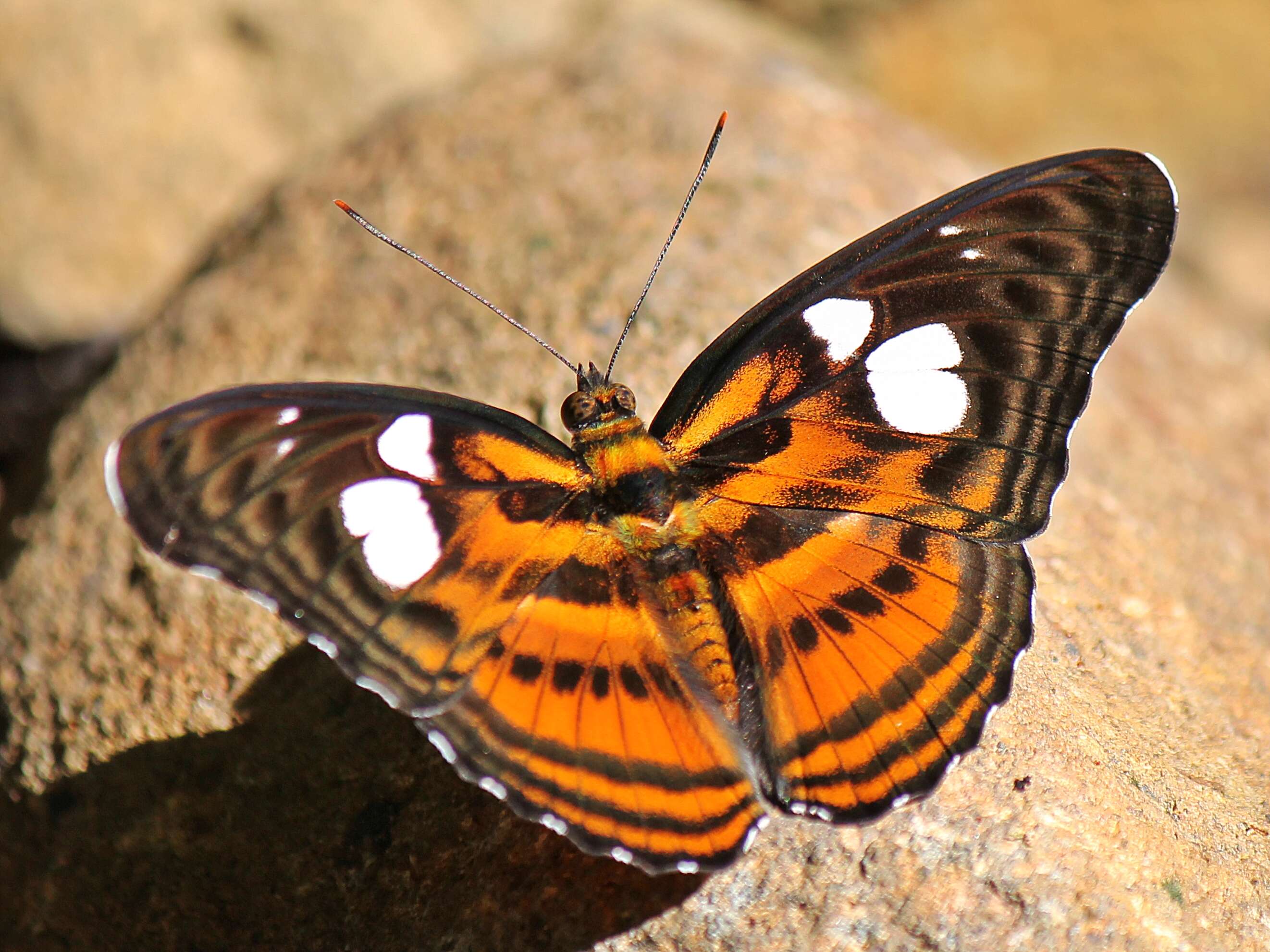 Image of Athyma libnites