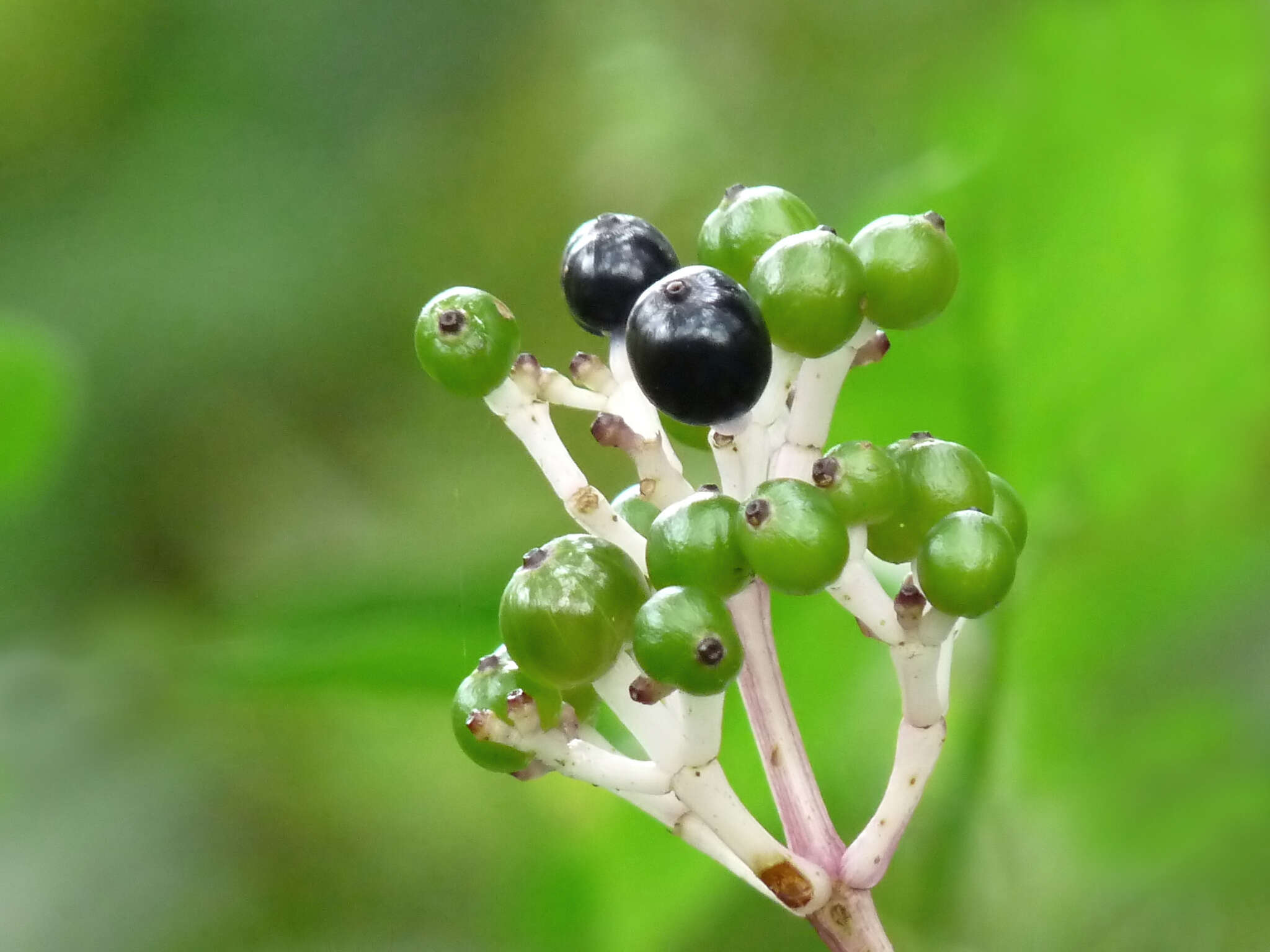 Imagem de Chassalia curviflora (Wall.) Thwaites