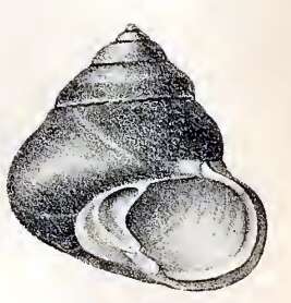 Image of Tegula euryomphala (Jonas 1844)