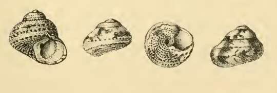 Image of Tegula fasciata (Born 1778)