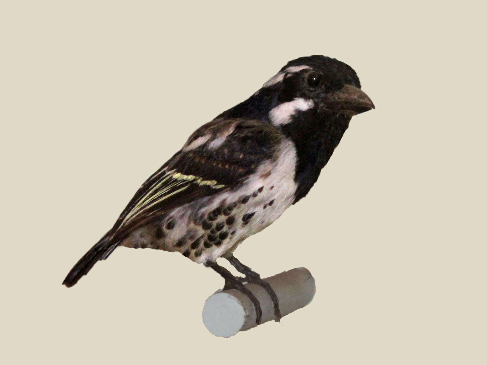 Image of Spot-flanked Barbet