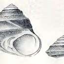 Image of Tegula luctuosa (d'Orbigny 1841)