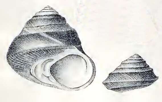 Image of Tegula luctuosa (d'Orbigny 1841)