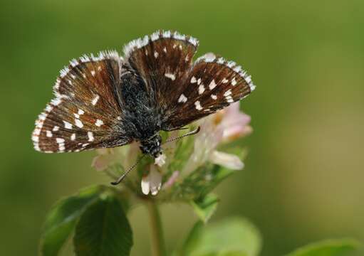 Image of Grizzled skipper