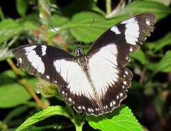 Image of African Swallowtail