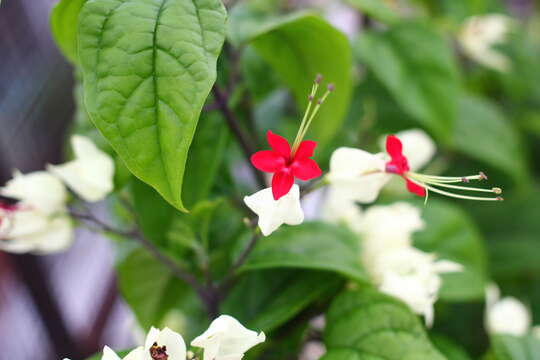 Слика од Clerodendrum thomsoniae Balf. fil.