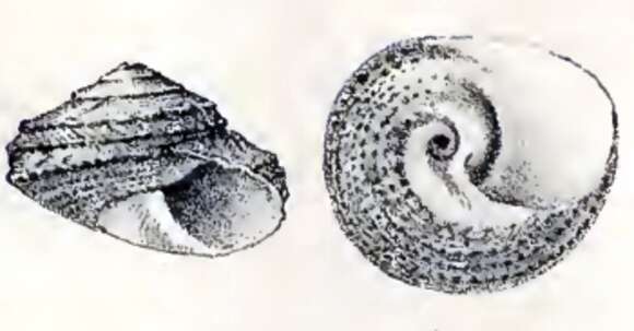 Image of Tegula mariana (Dall 1919)