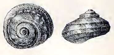 Image of Tegula mariana (Dall 1919)