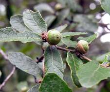 Слика од Quercus castanea Née