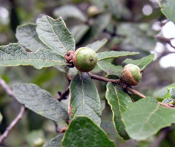 Image of Quercus castanea Née