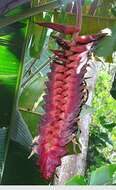 Image de Heliconia mariae Hook. fil.