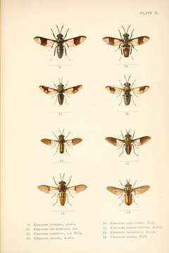 Image of Chrysops callidus Osten Sacken 1875