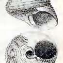 Image of Tegula panamensis (Philippi 1849)