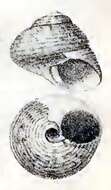 Image of Tegula panamensis (Philippi 1849)